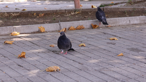 Feral Pigeon