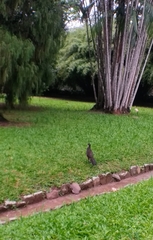 Penelope superciliaris