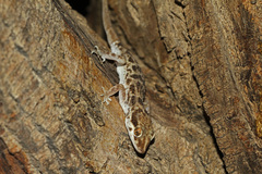 Bunopus tuberculatus
