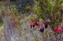 Brachyotum jamesonii