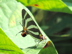 Panthiades bathildis