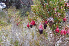 Brachyotum jamesonii