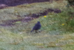 Geospizopsis unicolor