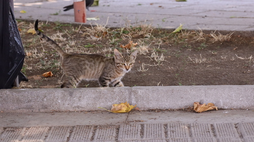 Domestic Cat