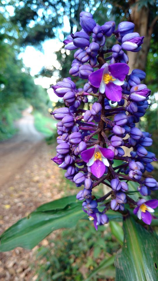 Dichorisandra thyrsiflora