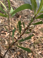 Hakea benthamii