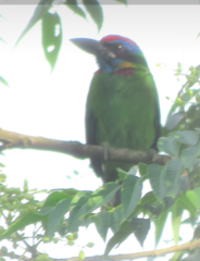 Psilopogon rafflesii