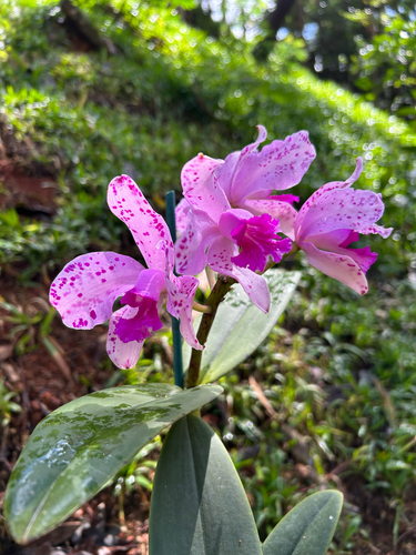 Amethyst Cattleya