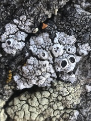 Pseudothelomma occidentale