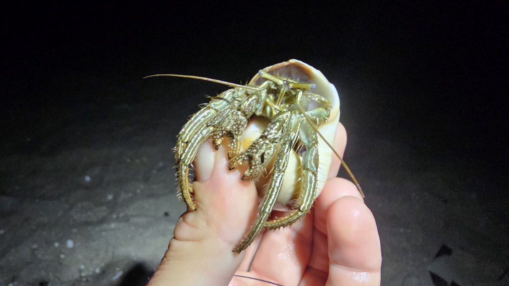 Thinstripe Hermit Crab from Dare County, NC, USA on August 26, 2025 at ...