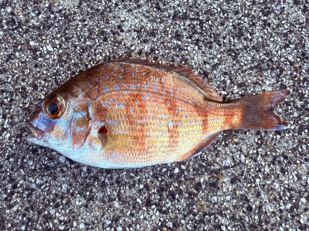 Red seabream (Pagrus major) — Sparidae