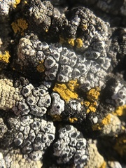 Pseudothelomma occidentale