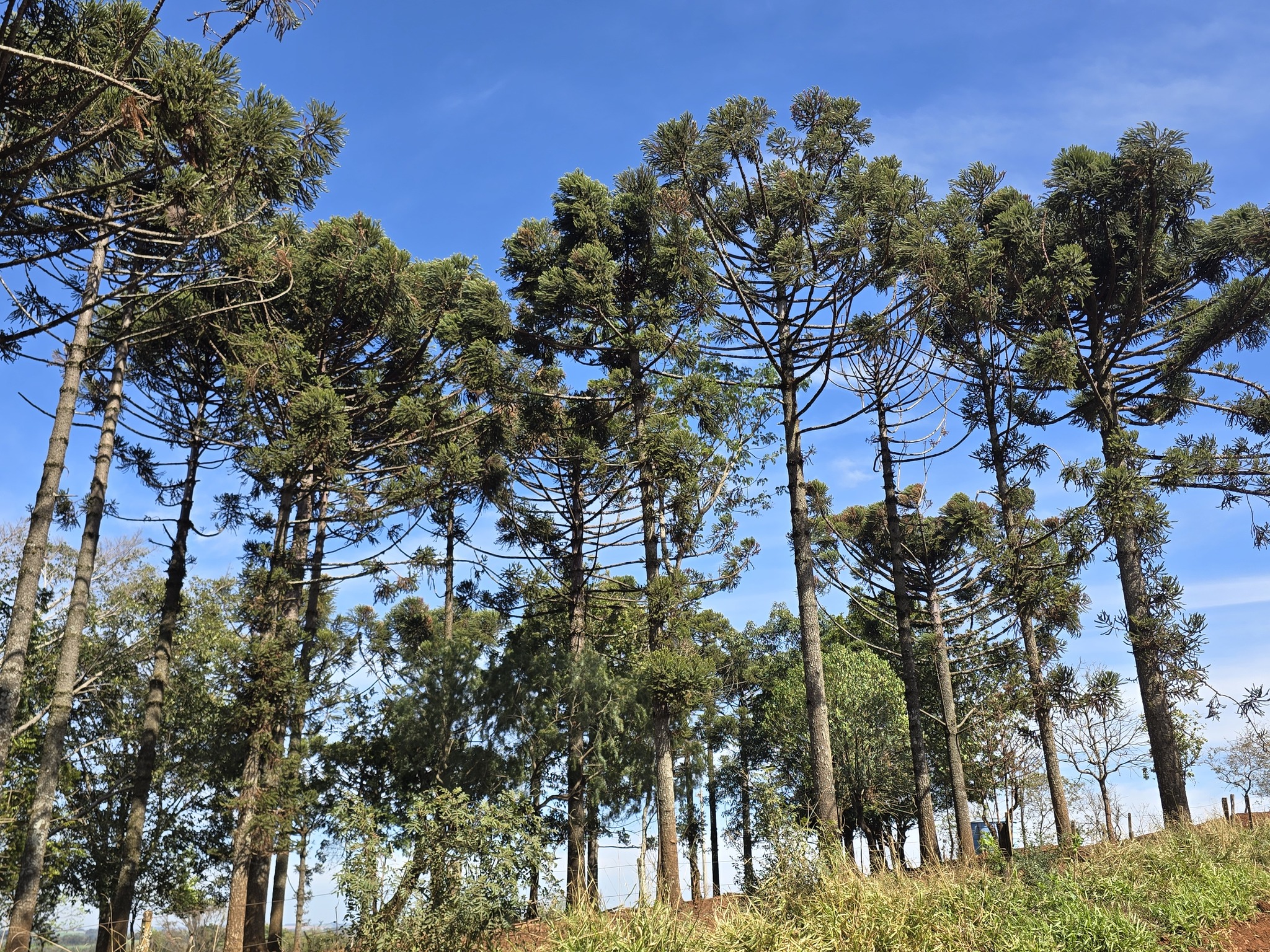 Araucaria angustifolia
