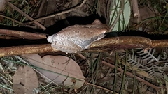 Litoria adelaidensis