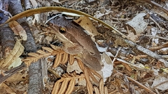 Litoria adelaidensis