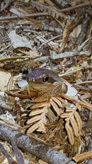 Litoria adelaidensis