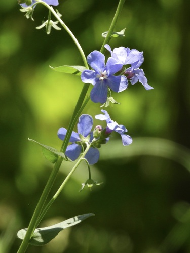 velvety stickseed (Hackelia velutina)
