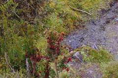 Brachyotum jamesonii