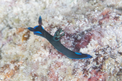 Tambja morosa
