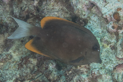 Ctenochaetus tominiensis