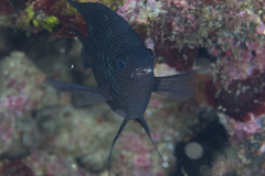 Neoglyphidodon carlsoni