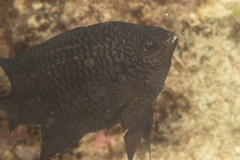 Neoglyphidodon carlsoni