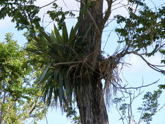 Tillandsia paniculata