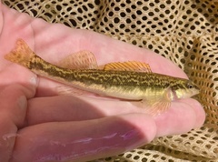 Guadalupe Darter photo 2