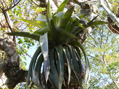 Tillandsia paniculata