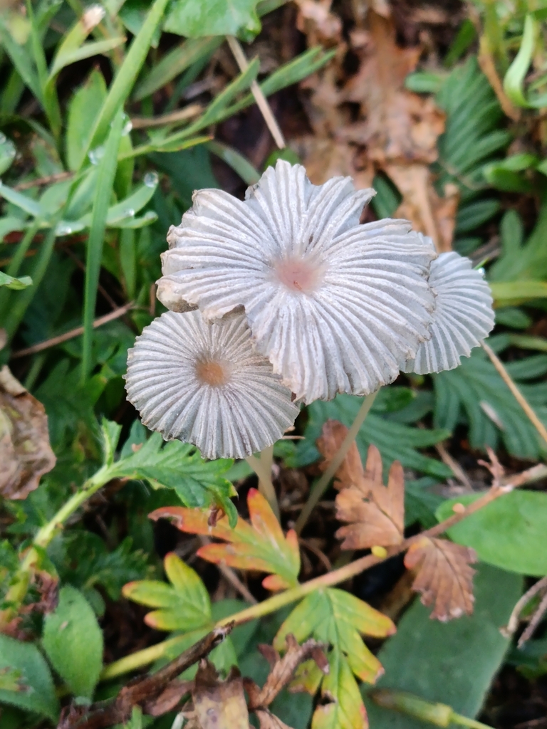 Parasola plicatilis · September 2025 · photo: © svyatoslav74404 (iNaturalist, cc-by)