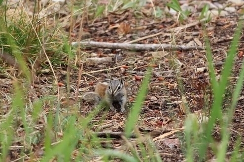 Uinta Chipmunk, Summit County, UT, USA, photo 9 of 10