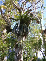 Tillandsia paniculata
