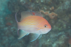 Pseudanthias luzonensis