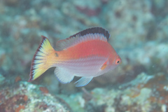 Cirrhilabrus marjorie