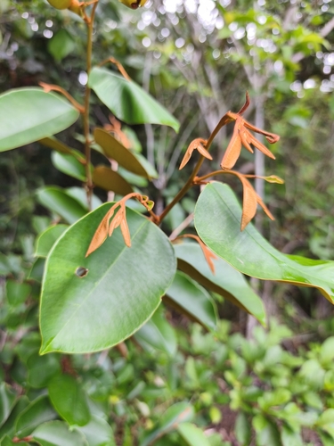 Caimitillo (Chrysophyllum mexicanum)