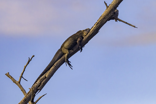 Rock Iguanas (Genus Cyclura) · iNaturalist