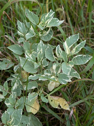 Physalis longifolia iNat (3)