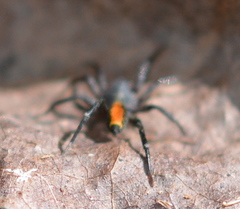 Castianeira crocata