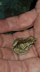 Crinia pseudinsignifera