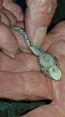 Crinia pseudinsignifera