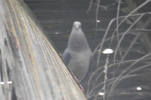 Island Bronze-naped Pigeon (Columba malherbii), photo 3