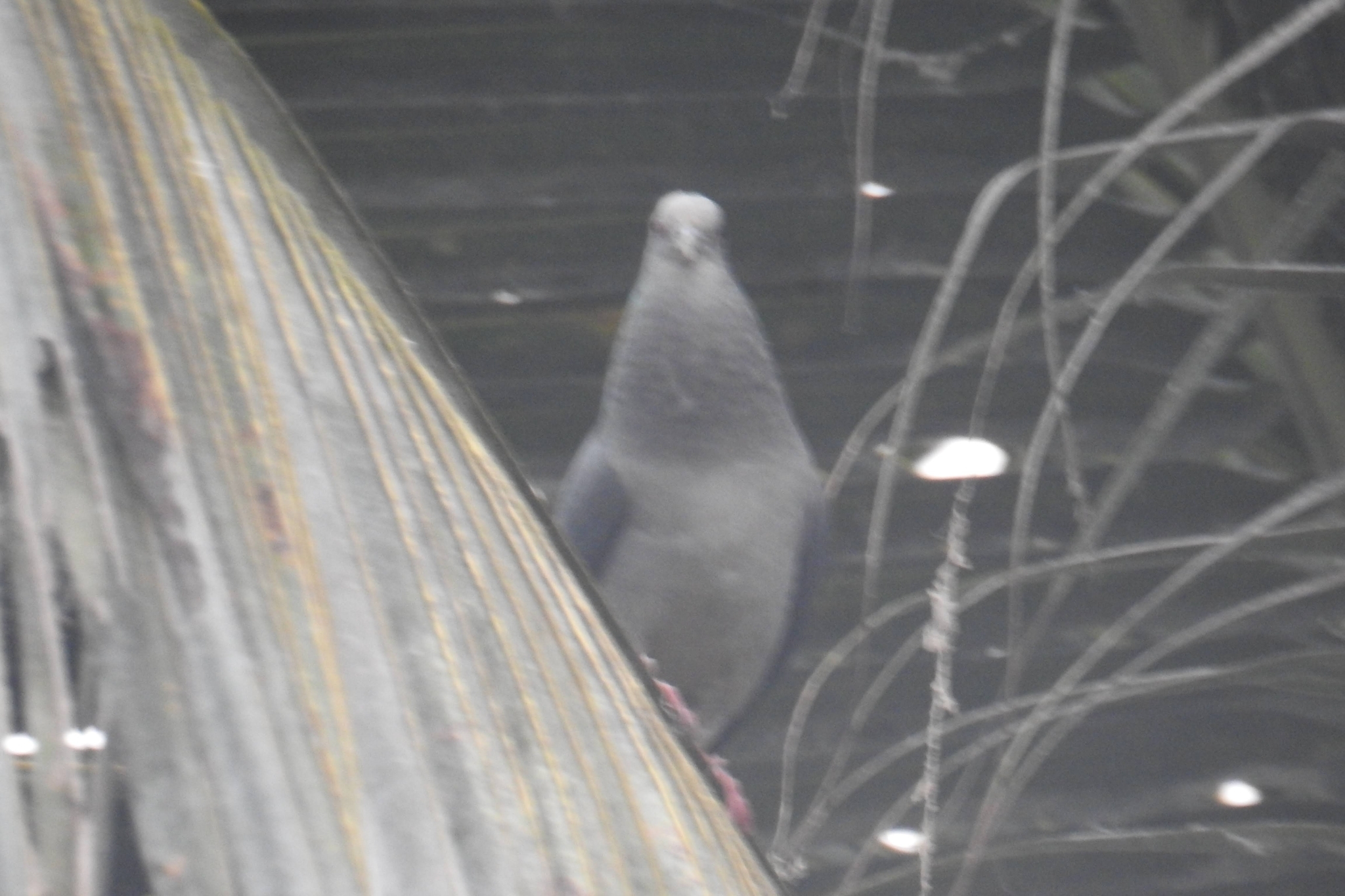 Island Bronze-naped Pigeon (Columba malherbii), photo 9