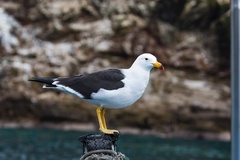 Belcher's Gull photo 3