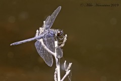 Celithemis verna
