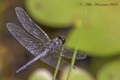 Celithemis verna
