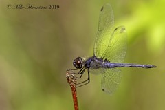 Celithemis verna