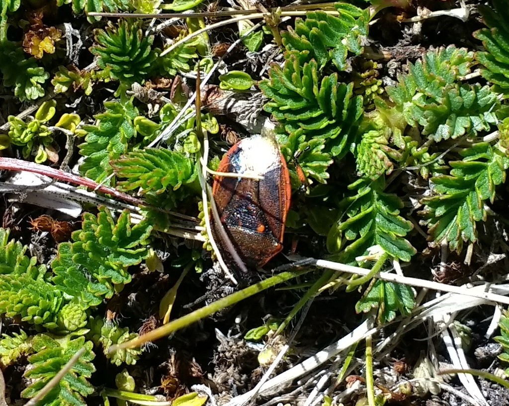 Parajalla sanguineosignata