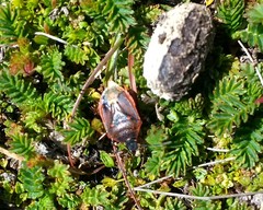 Parajalla sanguineosignata