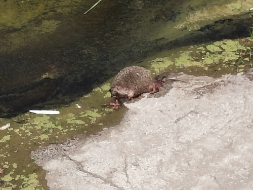 ヒトイロハリネズミ