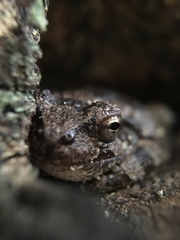 Hyla japonica